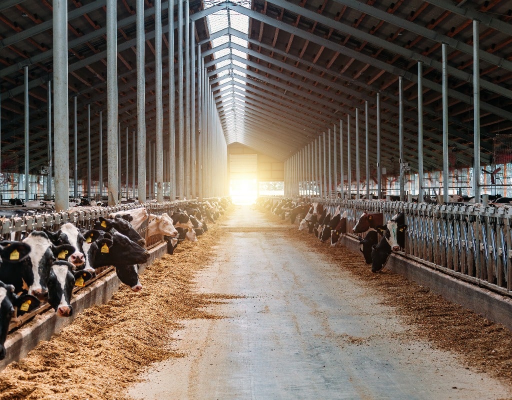 Diary cows in modern free livestock stall